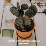 Why Our Cactus Leather Wallets Are Demanding?